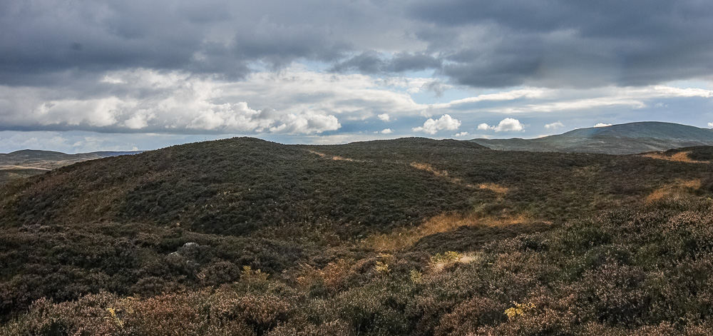 Naddle Low Forest Naddle Low Forest